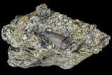 Fossil Crocodilian Tooth In Rock - Aguja Formation, Texas #88768-1
